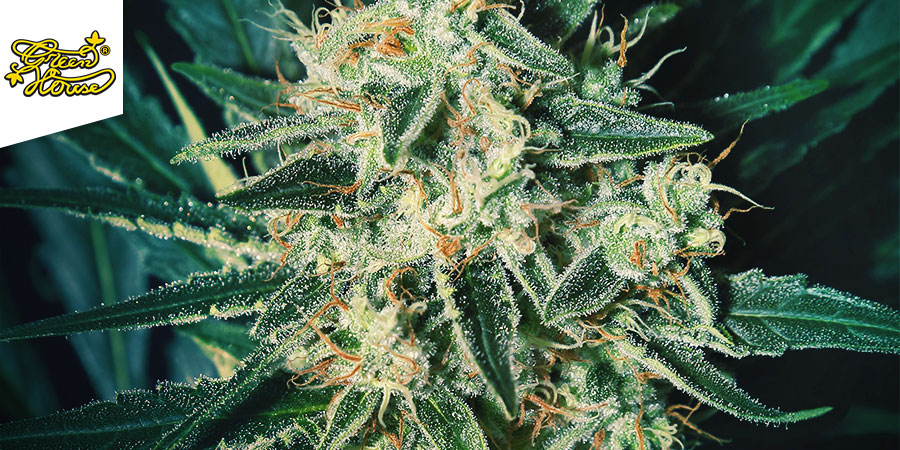 Cheese (Greenhouse Seeds)